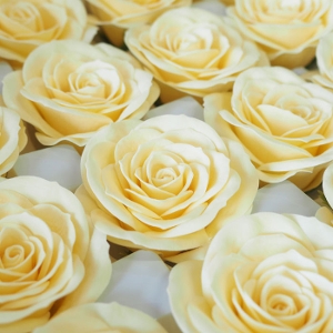 �\�[�v�t�����[�w�b�h ���^���[�Y25�� �C�G���[